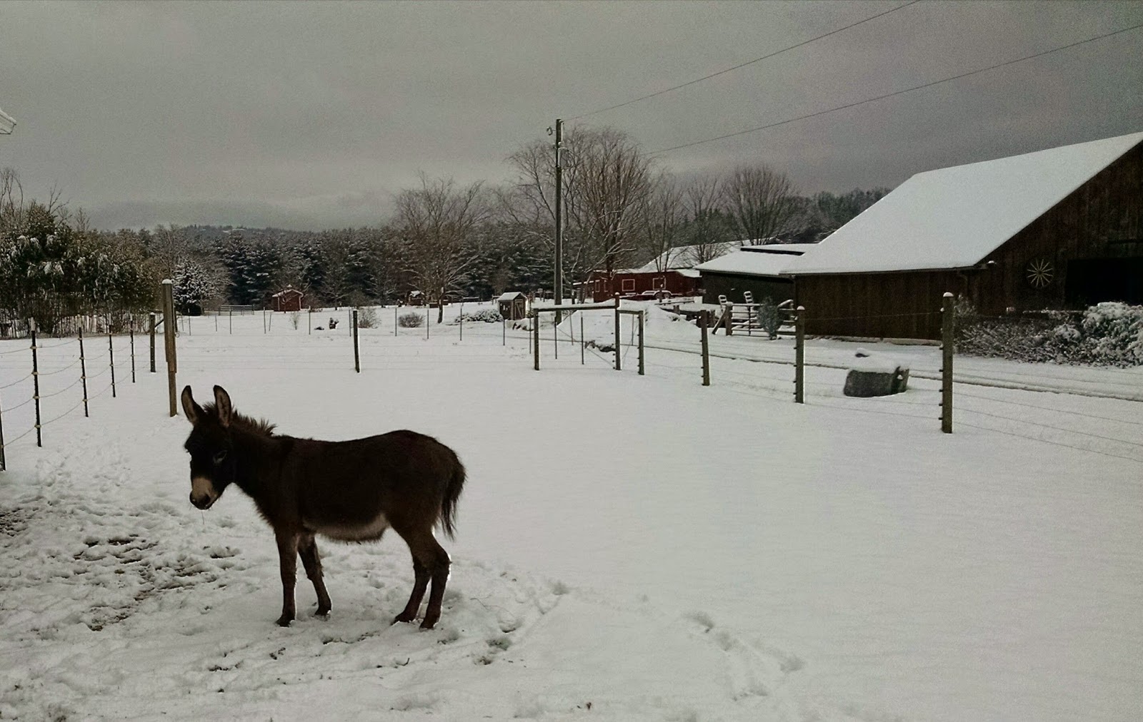 Our Tiny Farm in Western NC Pictures of Our MiniDonkeys