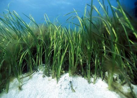seagrass and seaweed resources essay Here you can explore seagrasses, seagrass beds and their importance resources for students & parents what is seaweed aquatic biome: reefs, mangroves, and . seagrass and seaweed resources essay Here you can explore seagrasses, seagrass beds and their importance resources for students & parents what is seaweed aquatic biome: reefs, mangroves, and .