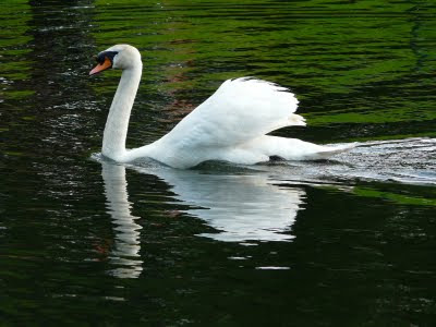 Mute Swan, Greenbank Park