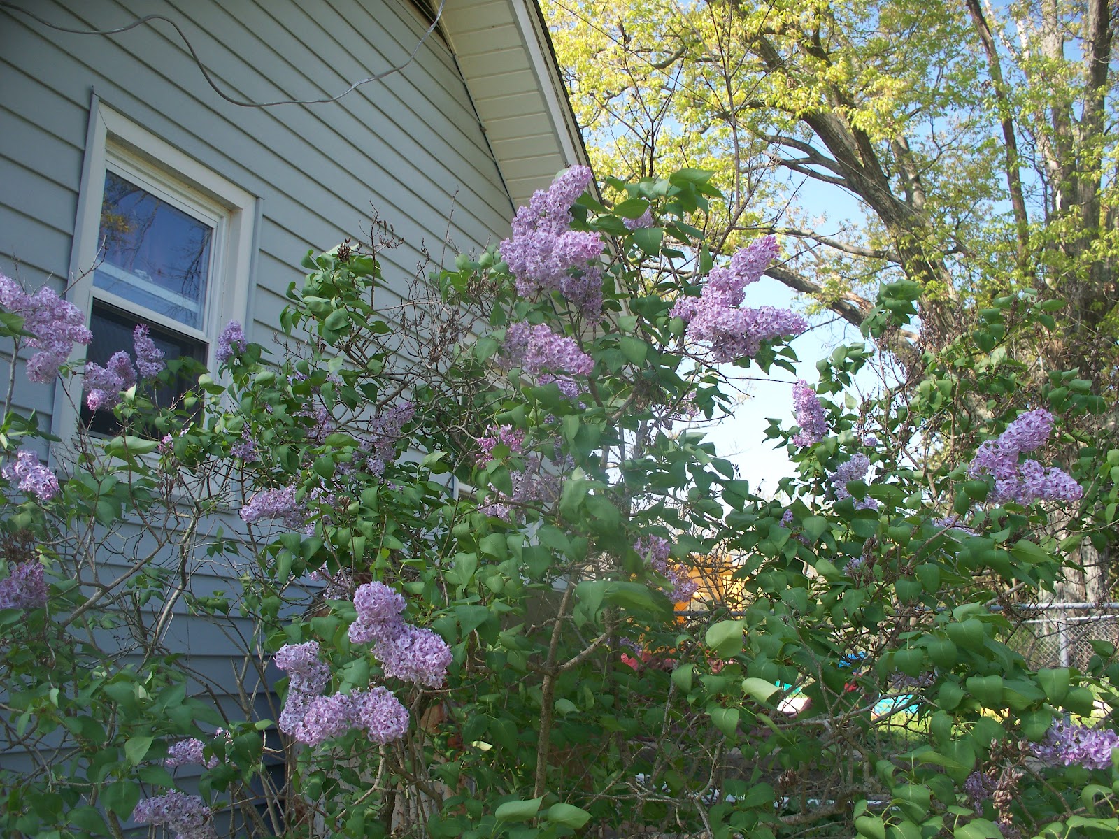 Fruit, Nut and Ornamental Trees 101 Spring Care of Lilac