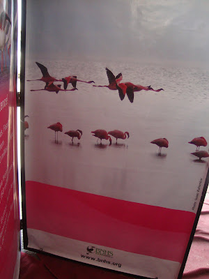 Flamingo Festival,16 April 2011,Sewri Jetty