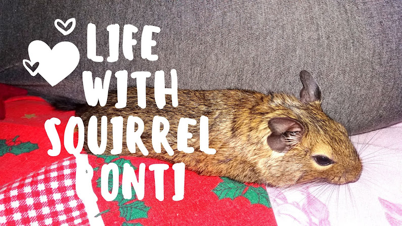 Life with squirrel Ronti