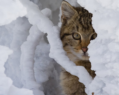 Fotos de gatitos muy tiernos III (12 imágenes gratis)