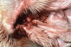 Dog Ate Ear Mite Medicine Dog Ate Ear Mite Medicine