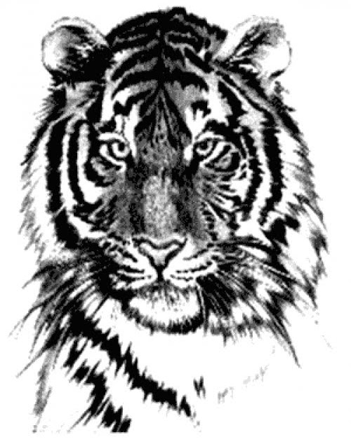 Ot Yiyen Kaplan İslam Ağacı İslami Bilgiler ve Dini Hikayeler