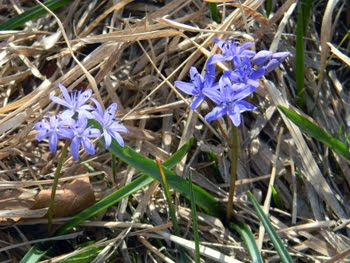 Scilla bifolia (Scilla silvestre)