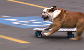 The fastest dog in the world