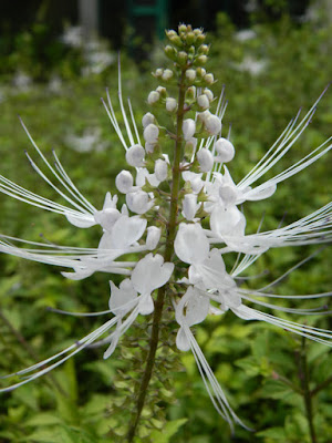 Orthosiphon stamineus Cat's whiskers at Orchid World Barbados by garden muses-not another Toronto gardening blog