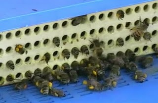 Все О Пчелах И Пчеловодстве Видео