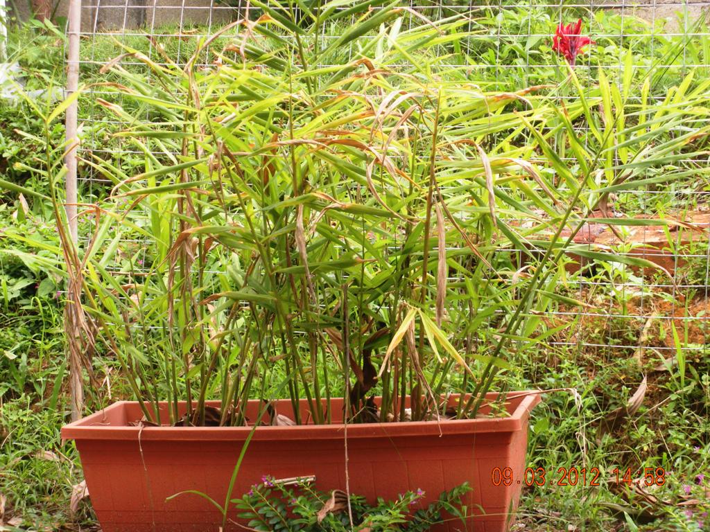 On The Green Side Of Life Growing Ginger In Container