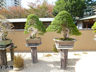 El Tim Bonsai: Japón 2ª parte, 3 El jardin de Kunio-Kobayashi