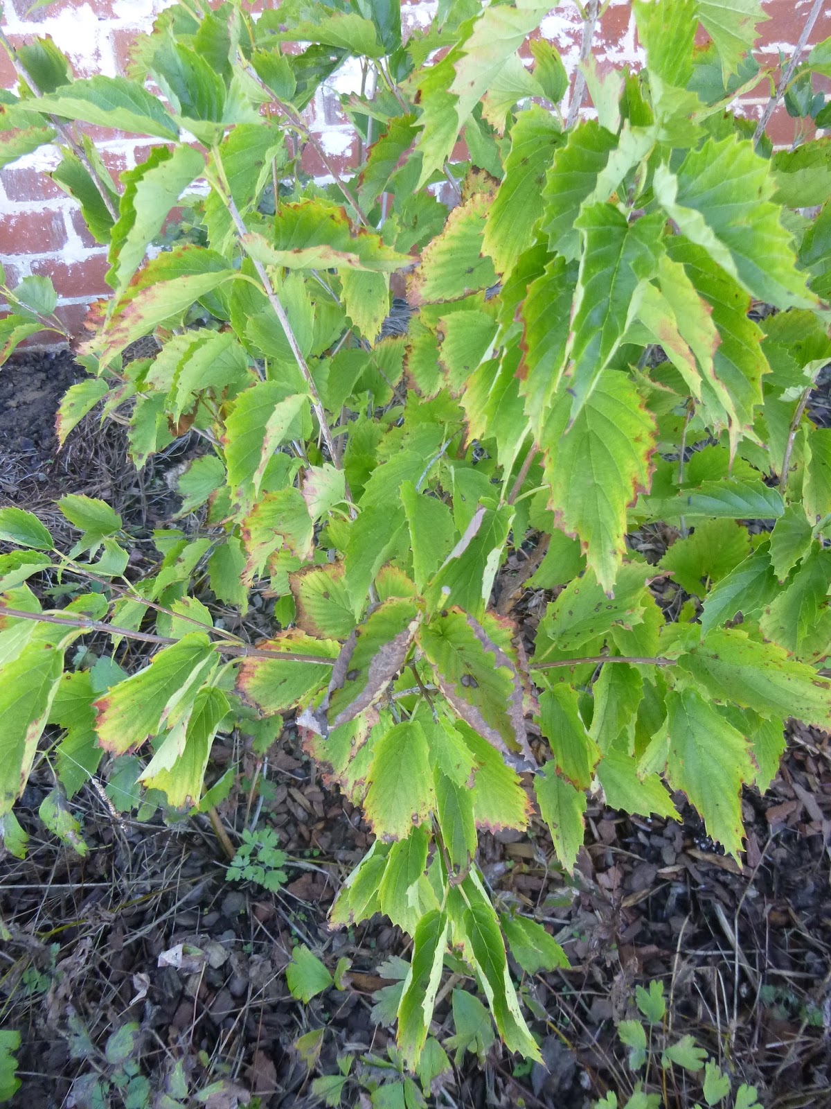 Garden of Aaron Cultivars vs. Straight Species Viburnum Dentatum