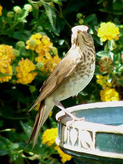 Birding Without Barriers: Swainson's or Hermit Thrush?
