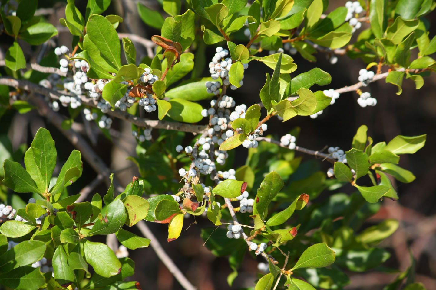 Aesthetic Candles Today's Featured Scent Bayberry