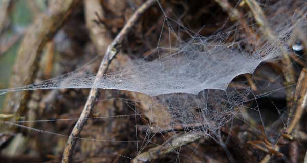 retired now what web addresses addendum spider web sheets