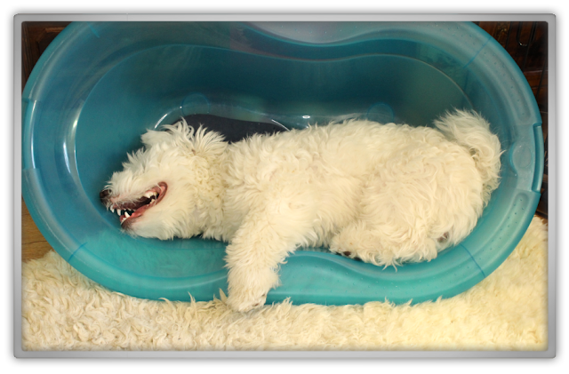 Jofee cute crazy behavior blog pictures photographing white dog fluffy puppy maltese royal prince lunatic Jofee cute crazy behavior blog pictures photographing white dog fluffy puppy maltese royal prince lunatic