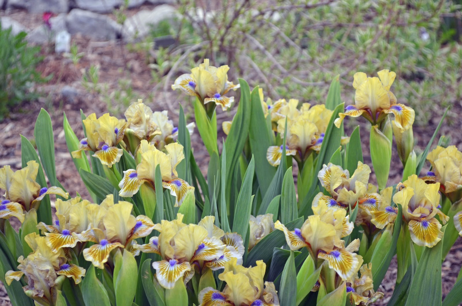 Love should grow up like a wild iris essay 06 picture