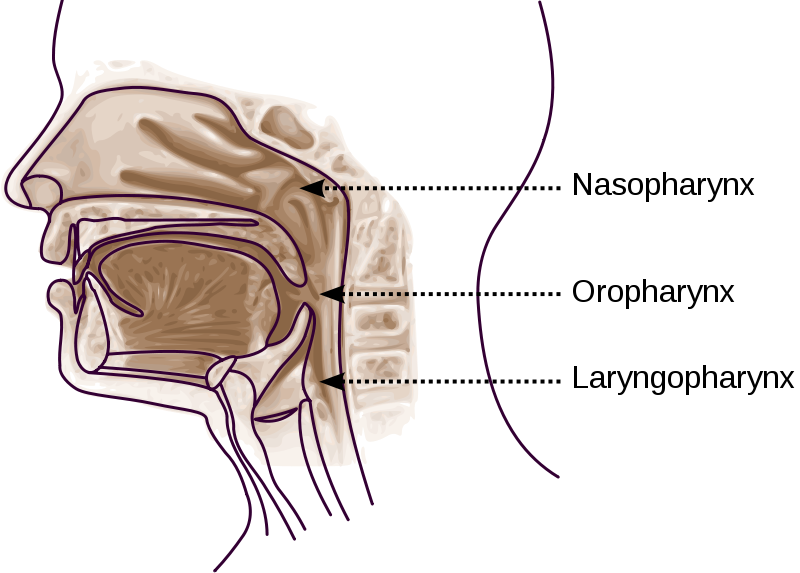 Human Alimentary Canal With diagram Scince Guru
