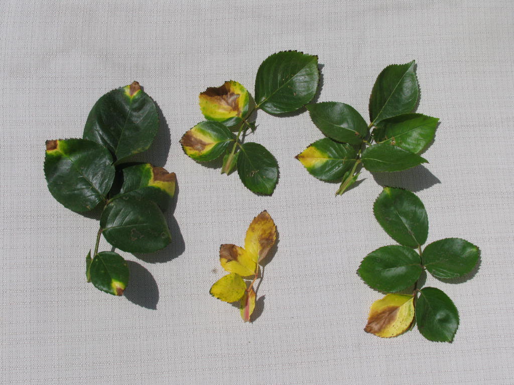 Xtremehorticulture of the Desert Softened Water Can Be A Problem for Landscapes and Houseplants