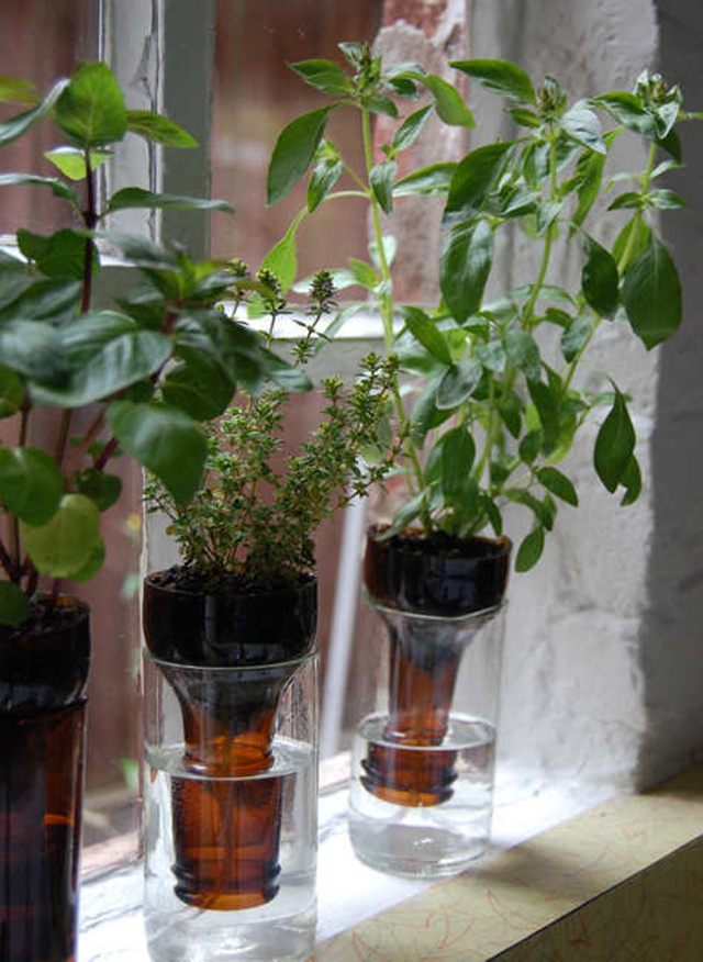 Como fazer um sistema de irrigação capilar em casa com uma garrafa reciclada