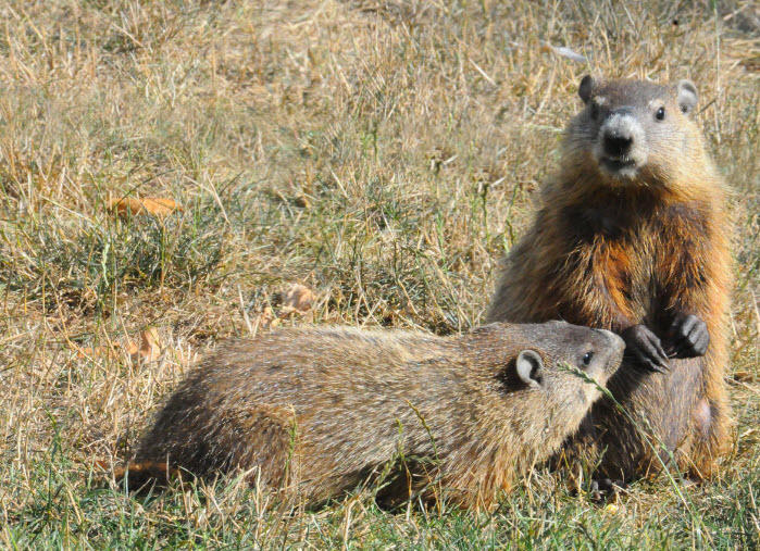Groundhog The Life of Animals