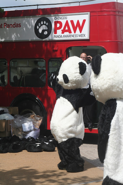 Panda Awareness Week on South Bank. Panda Awareness Week on South Bank.