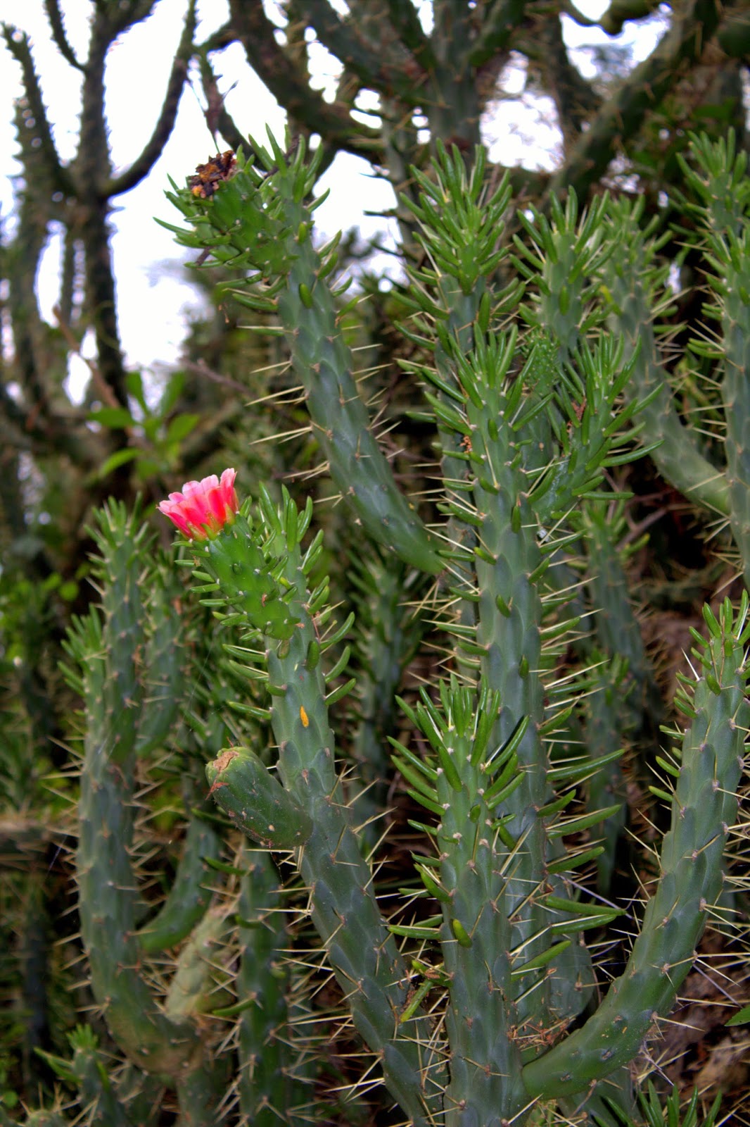 Something About Everything Kenya Plants