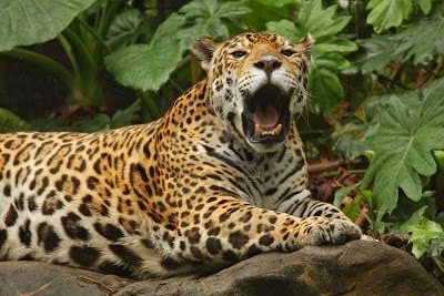 jaguar Animals | Amazing Facts & Latest Pictures | Animals Lover