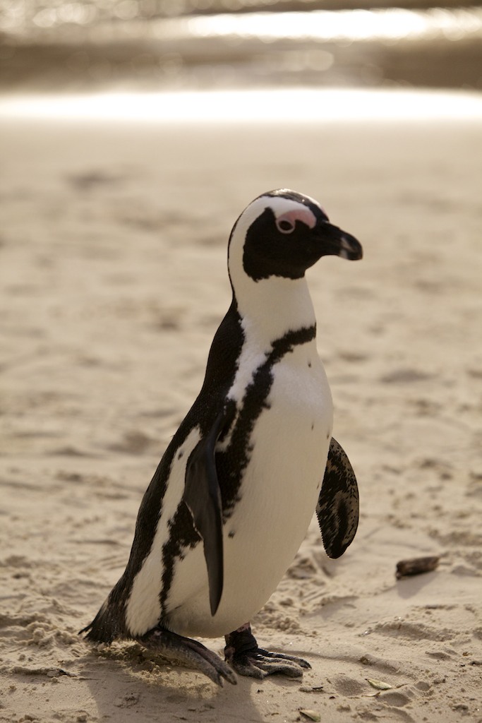 ZeeGlobe: Penguins - Simons Town - South Africa