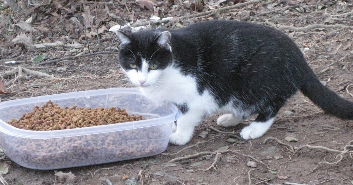 Sweet Tea Reads Feeding Feral Cats