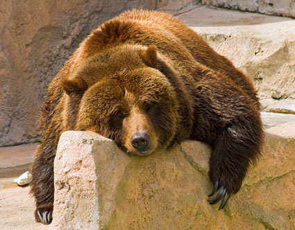 Sleepy Grizzly Bear