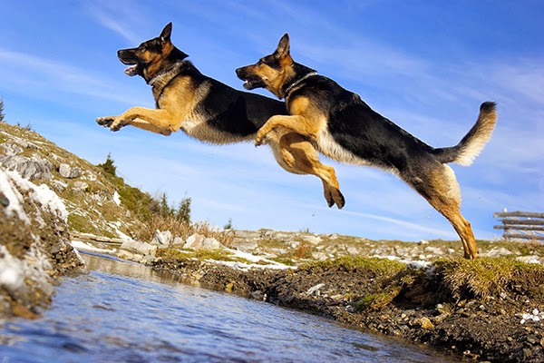 Old Navy Dog Breed Old Navy Dog Breed