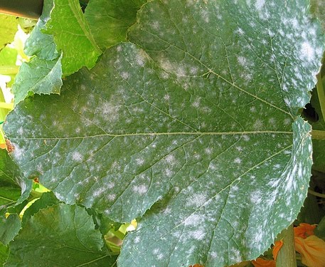 Medicina efficace non costosa per un fungo di unghie