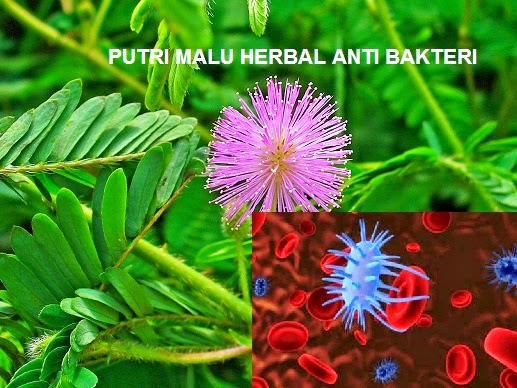 Manfaat Tanaman Putri Malu: Ramuan Herbal yang Penuh Khasiat