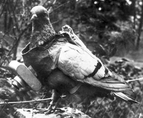 World War I Bridges - WW1 Centenary from the river Piave: Photos of animals  in World War One: the pigeon with the camera
