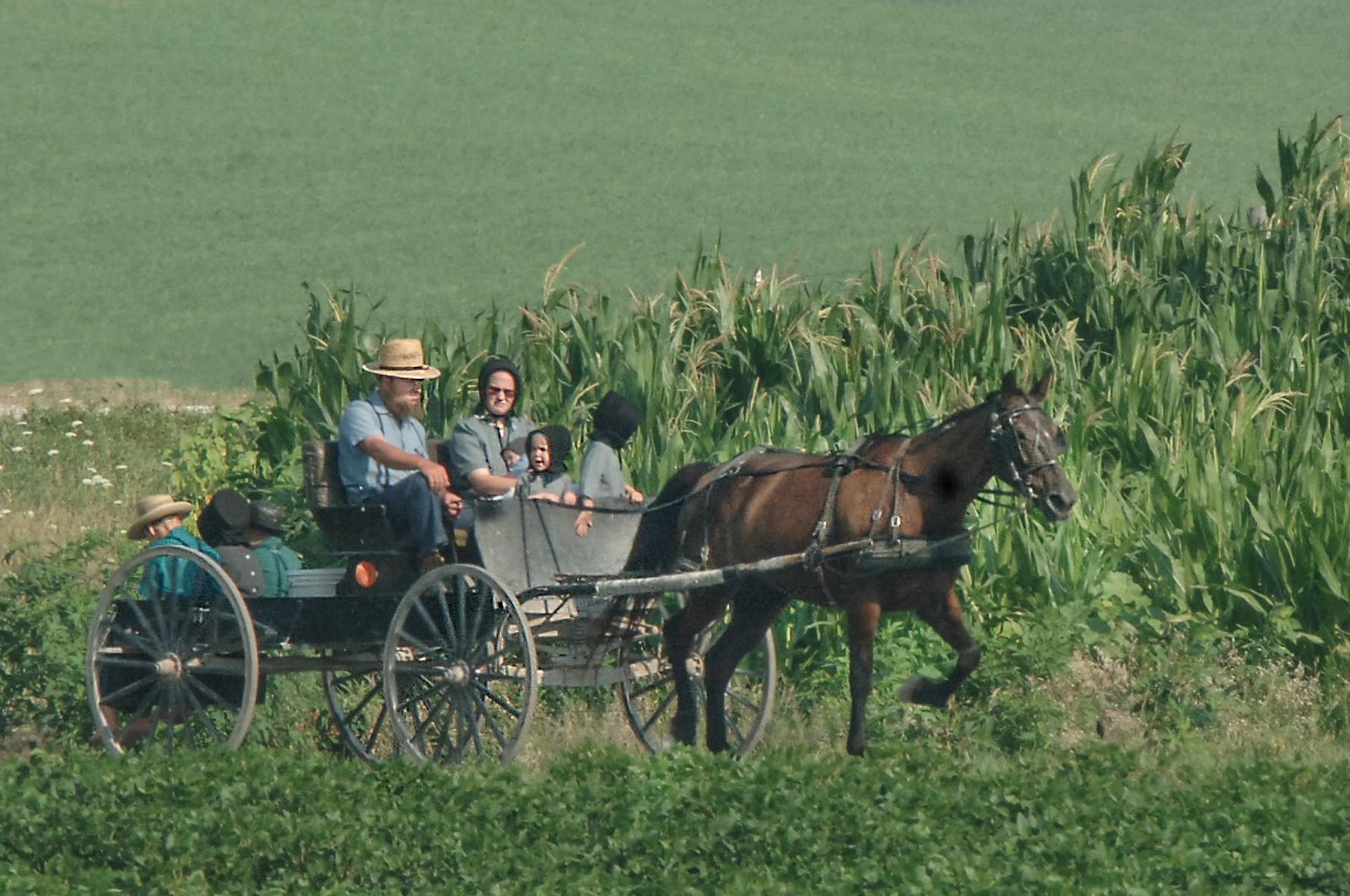Bailey's Buddy Nostalgic Amish Life near Kalona, Iowa Photos by Bob Kellly