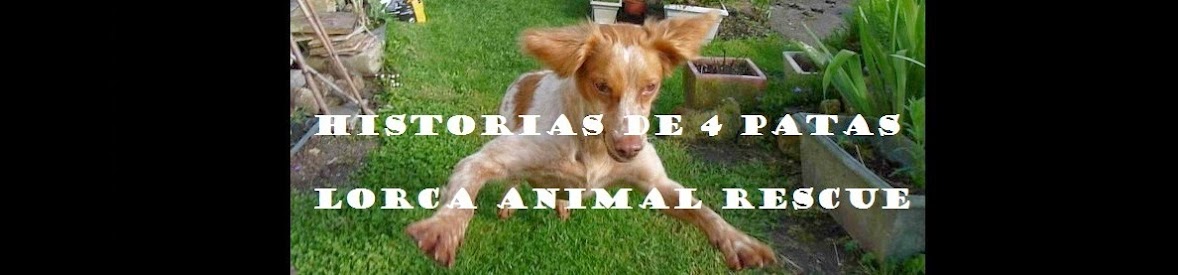 Historias de 4 Patas.   Lorca Animal Rescue