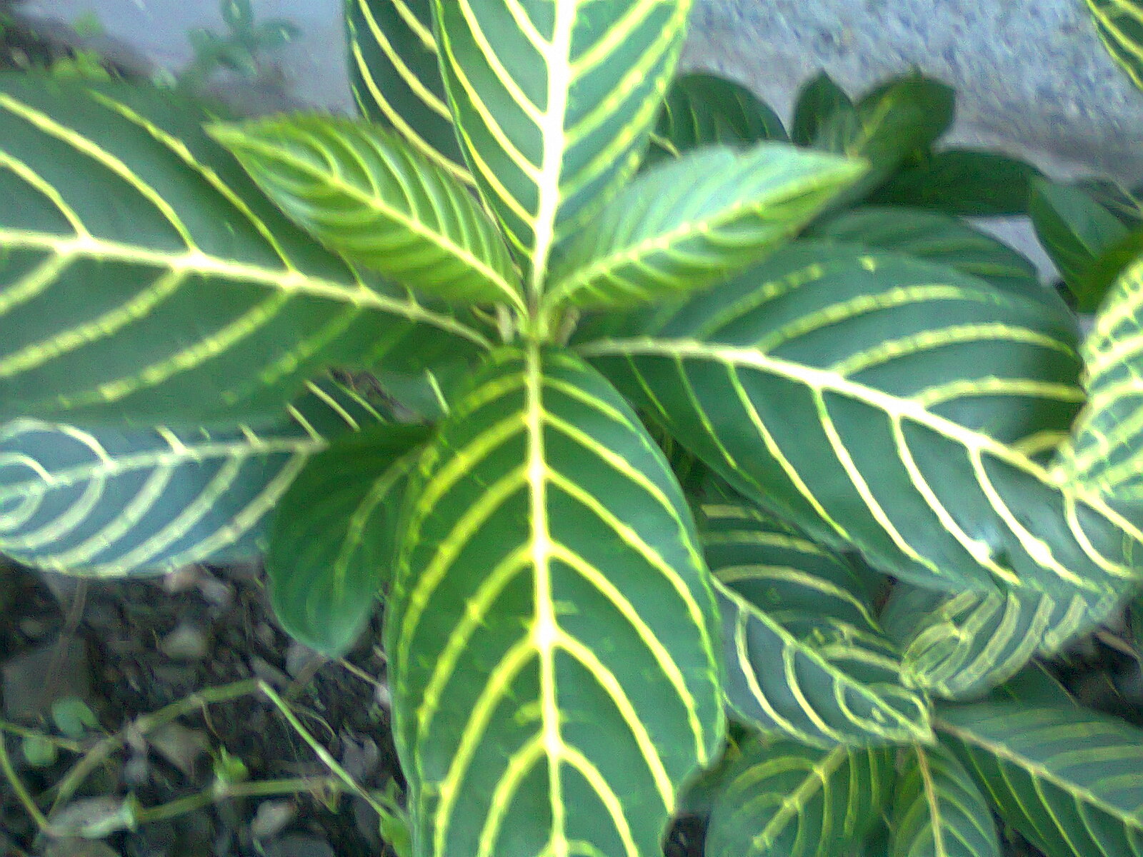 Photography with Dr. Ernie. Plants Aphelandra Squarrosa, zebra plant