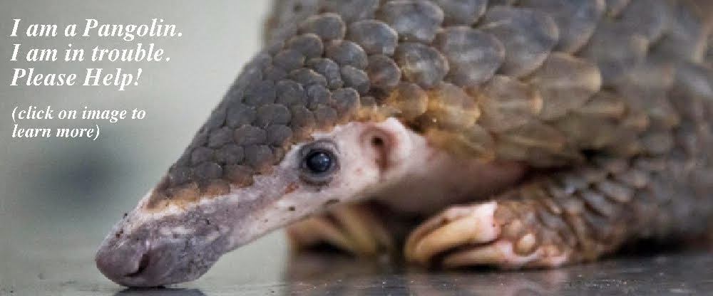 Save Pangolins!