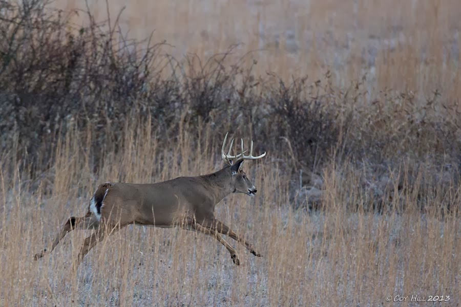Country Captures Deer Season, Odds and Ends