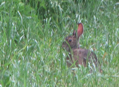 cottontail rabbit