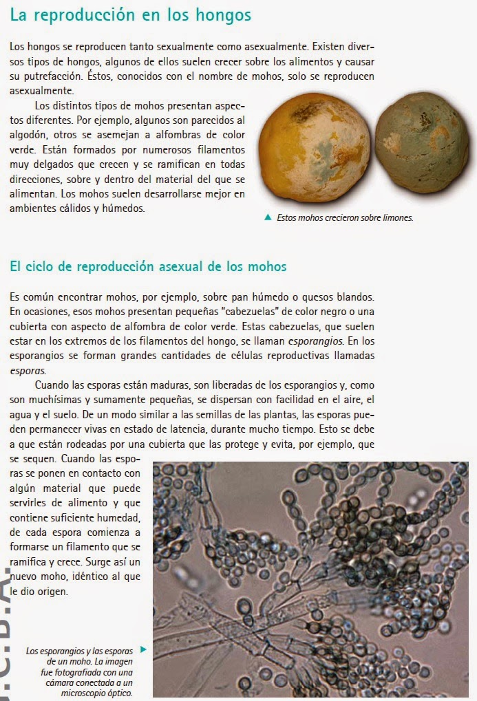 Ranita de darwin reproduccion asexual de las plantas Ranita de darwin reproduccion asexual de las plantas