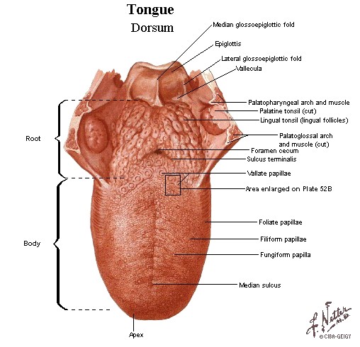 parts of the tongue are parts of the tongue are