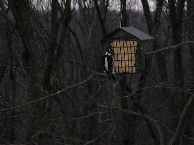 Downy Woodpecker, Picoides pubescens