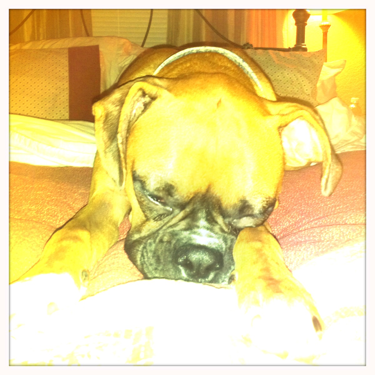 Snug Face