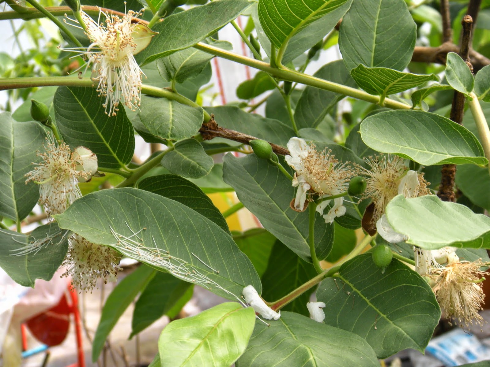 雪国の熱帯果樹栽培記 グァバ 蕾と花