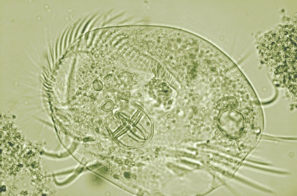 bacteria wastewater crawling water common waste protozoa fungi found cilia