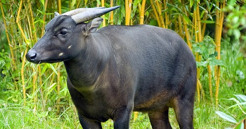 Salam Super dari MarioTeler Binatang Khas SULAWESI (ANOA)