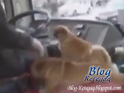 Pemandu bas bermain dengan anjing ketika memandu