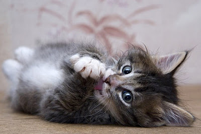 Mitos Atau Fakta Kucing Bikin Mandul - Cuap-Cuap